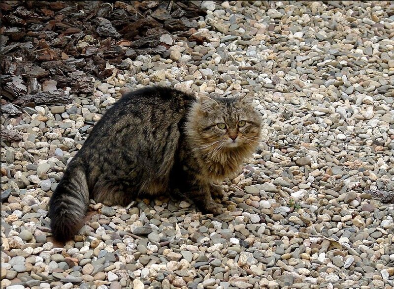 Long-haired Tabby Cat — Brown, Calm, Afternoon, Photograph, Gravel