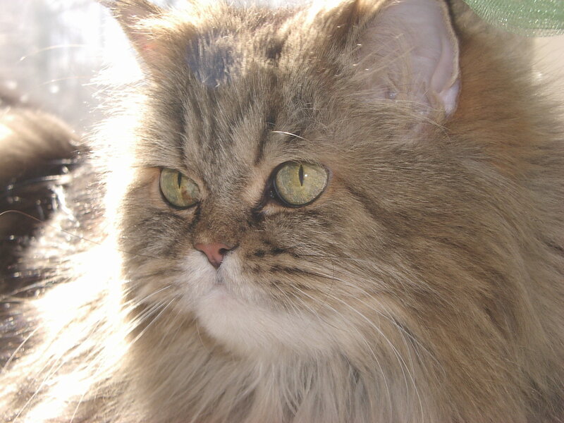 Long-haired Tabby Cat — Brown, Calm, Afternoon, Photograph, Green Eyes, Sunlight