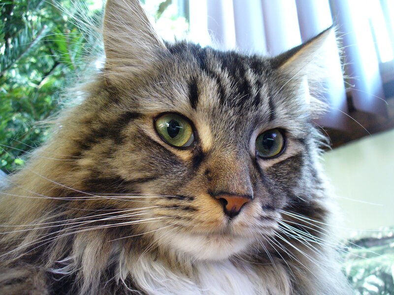 Long-haired Tabby Cat — Brown, Calm, Afternoon, Photograph, Green Eyes