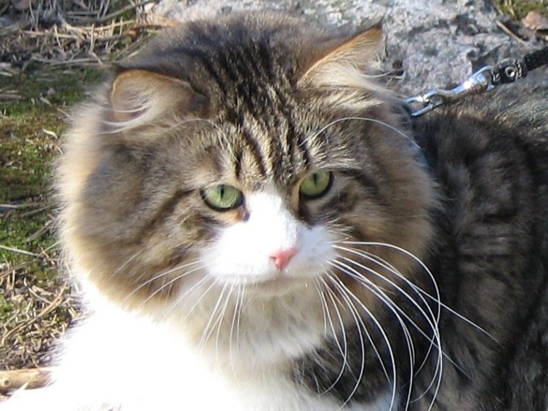 Long-haired Tabby Cat — Brown, Calm, Afternoon, Photograph, Leash