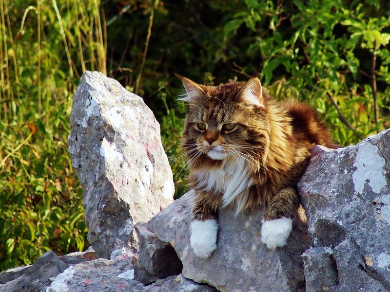 Long-haired Tabby Cat — Brown, Calm, Afternoon, Photograph, Rocks