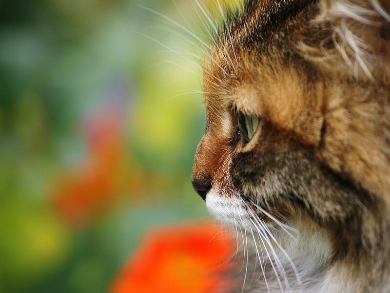 Long-haired Tabby Cat — Brown, Calm, Afternoon, Photograph