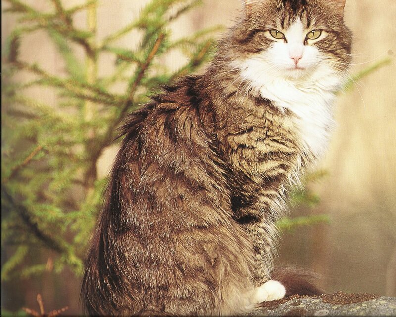 Long-haired Tabby Cat — Brown, Calm, Afternoon, Photograph, Tree Branches