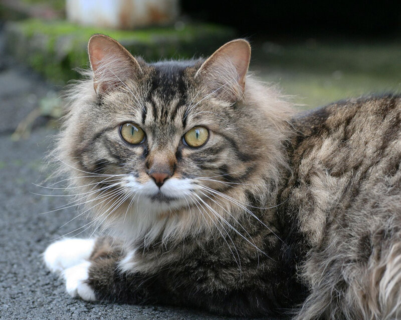 Long-haired Tabby Cat — Brown, Calm, Afternoon, Photograph, Whiskers