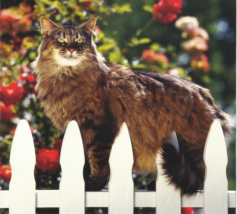 Long-haired Tabby Cat — Brown, Calm, Afternoon, Photograph, White Fence