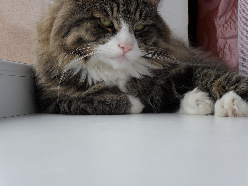Long-haired Tabby Cat — Brown, Calm, Afternoon, Photograph, Window Sill