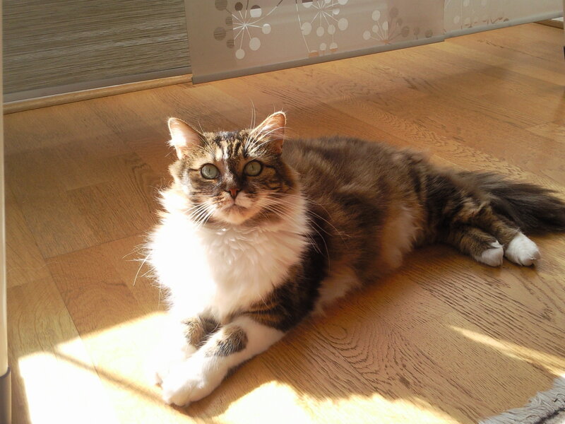 Long-haired Tabby Cat — Brown, Calm, Afternoon, Photograph, Wooden Floor