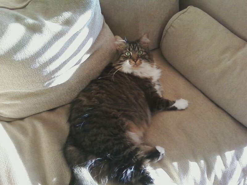 Long-haired Tabby Cat — Brown, Calm, Afternoon