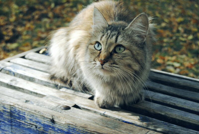 Long-haired Tabby Cat — Brown, Calm, Autumn, Photograph, Wooden Bench