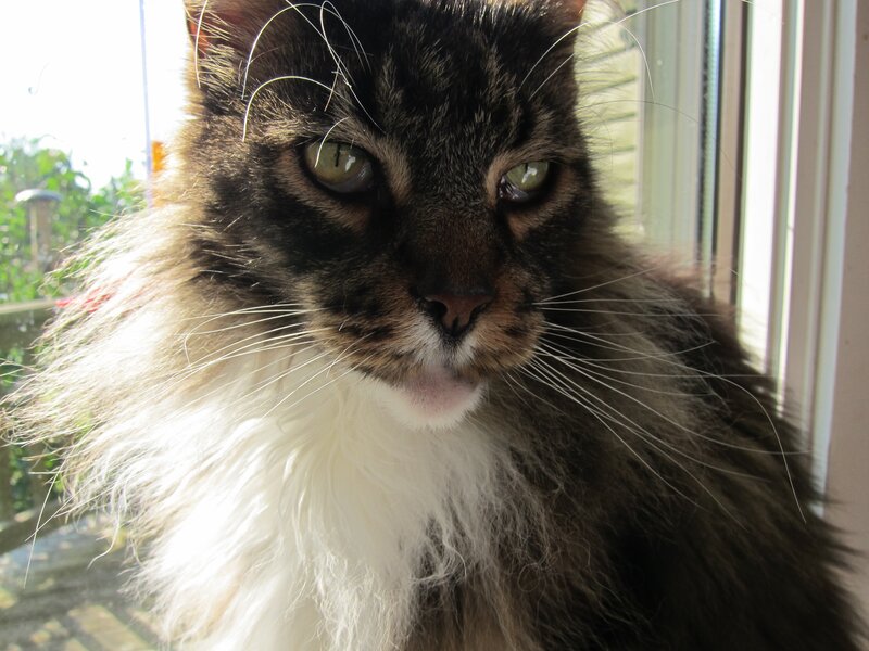Long-haired Tabby Cat — Brown, Calm, Morning, Photograph, Window