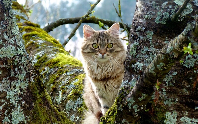 Long-haired Tabby Cat — Brown, Calm, Morning