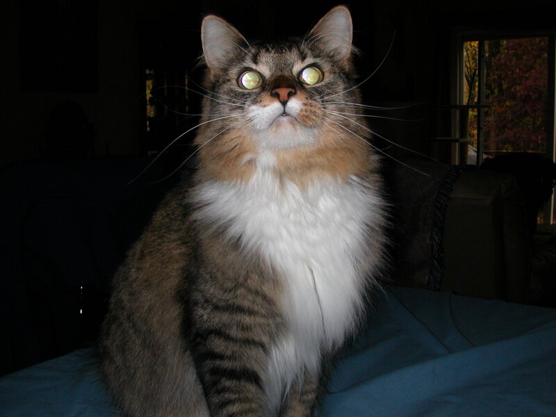 Long-haired Tabby Cat — Brown, Calm, Night, Photograph