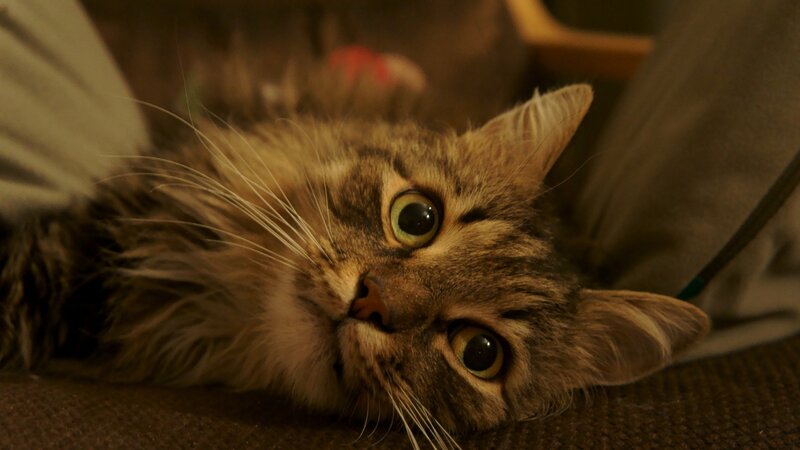 Long-haired Tabby Cat — Brown, Calm, Night, Photograph, Whiskers, Eyes, Fabric
