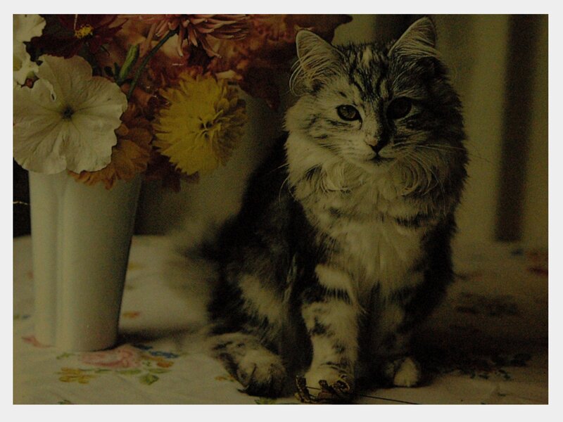 Long-haired Tabby Cat — Brown, Calm, Night