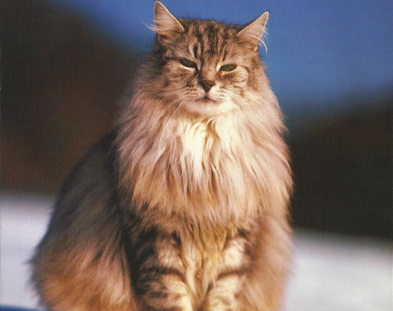 Long-haired Tabby Cat — Brown, Calm, Photograph, Blue Background