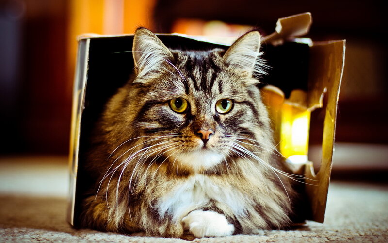 Long-haired Tabby Cat — Brown, Calm, Photograph, Box