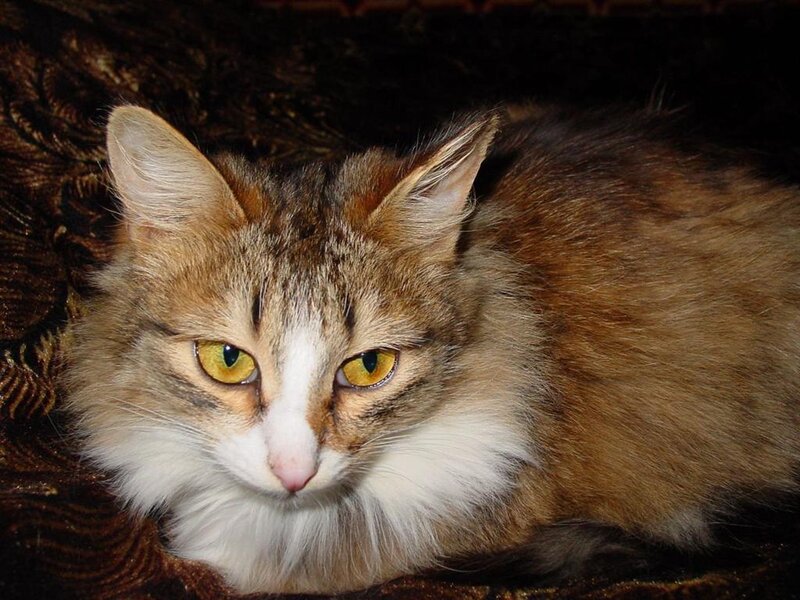 Long-haired Tabby Cat — Brown, Calm, Photograph, Couch