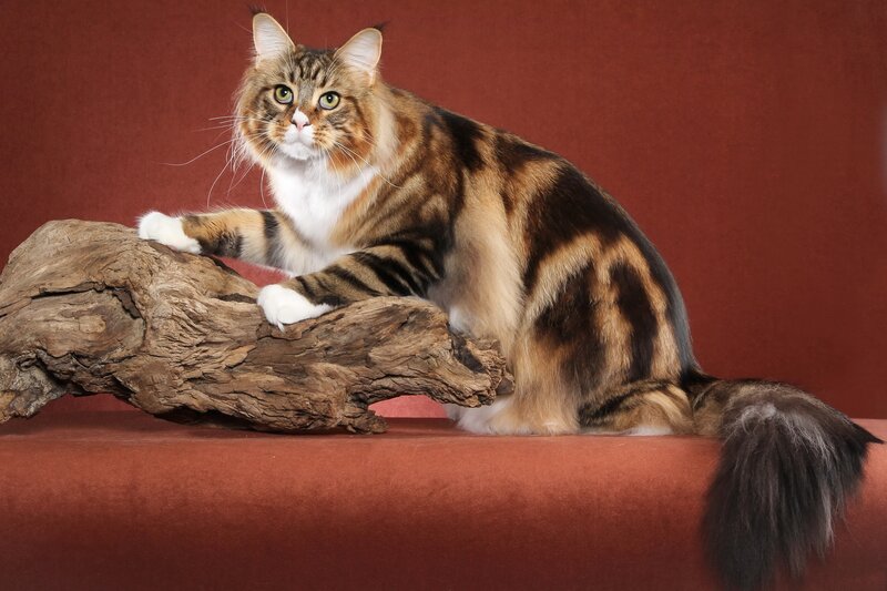 Long-haired Tabby Cat — Brown, Calm, Photograph, Driftwood