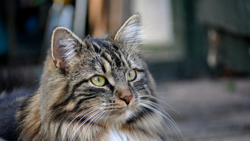 Long-haired Tabby Cat — Brown, Calm, Photograph, Ears