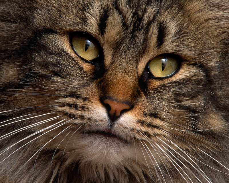Long-haired Tabby Cat — Brown, Calm, Photograph, Eyes