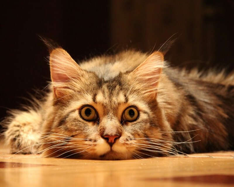 Long-haired Tabby Cat — Brown, Calm, Photograph, Floor