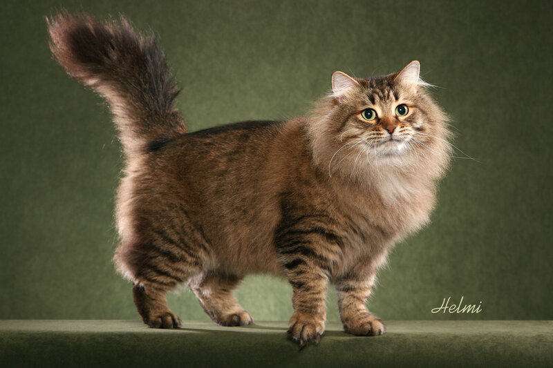 Long-haired Tabby Cat — Brown, Calm, Photograph, Green Background