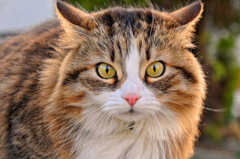 Long-haired Tabby Cat — Brown, Calm, Photograph, Green Eyes, Whiskers, White Muzzle