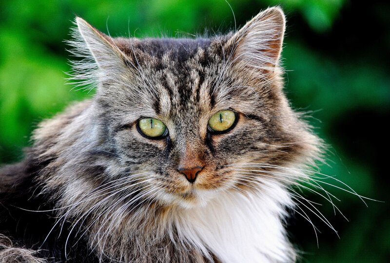 Long-haired Tabby Cat — Brown, Calm, Photograph, Green Foliage