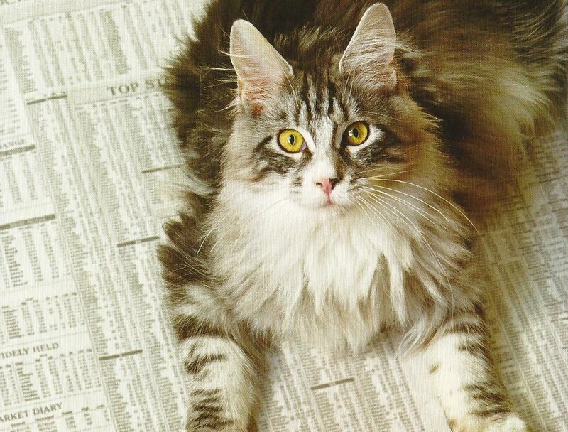 Long-haired Tabby Cat — Brown, Calm, Photograph, Newspaper