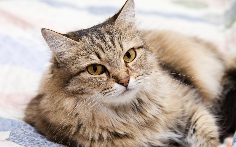 Long-haired Tabby Cat — Brown, Calm, Photograph, Quilt