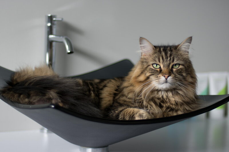 Long-haired Tabby Cat — Brown, Calm, Photograph, Sink