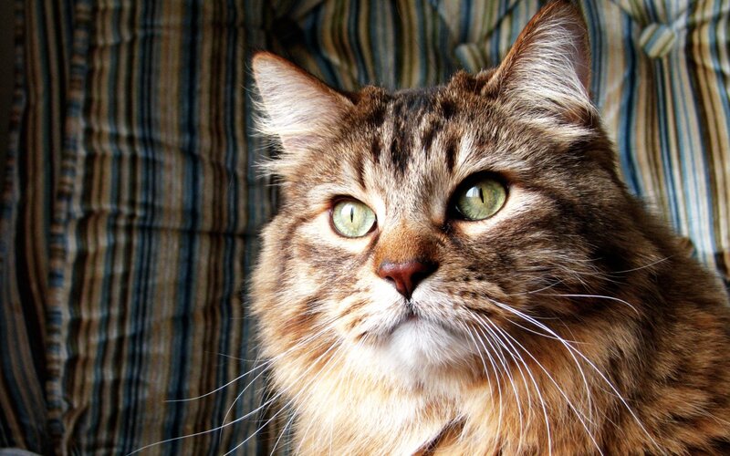 Long-haired Tabby Cat — Brown, Calm, Photograph, Striped Fabric