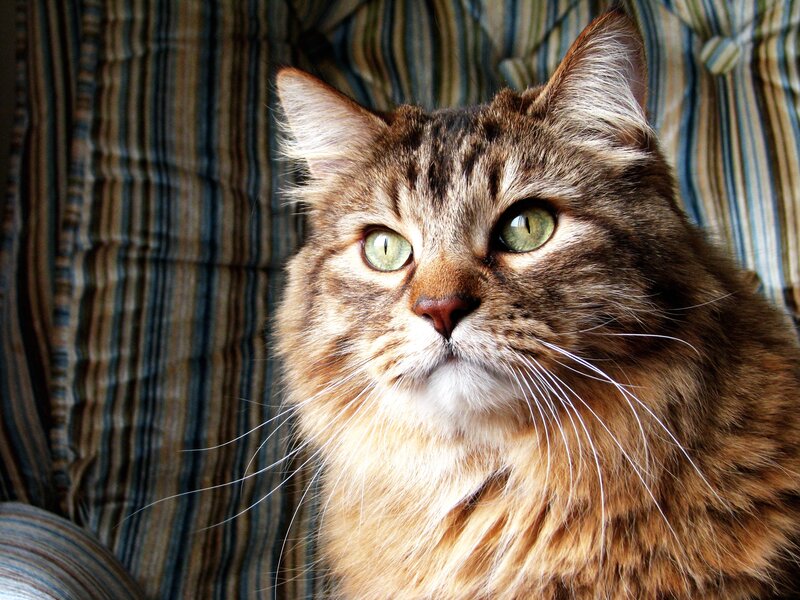 Long-haired Tabby Cat — Brown, Calm, Photograph, Striped Fabric, Whiskers