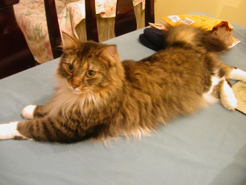 Long-haired Tabby Cat — Brown, Calm, Photograph, Table