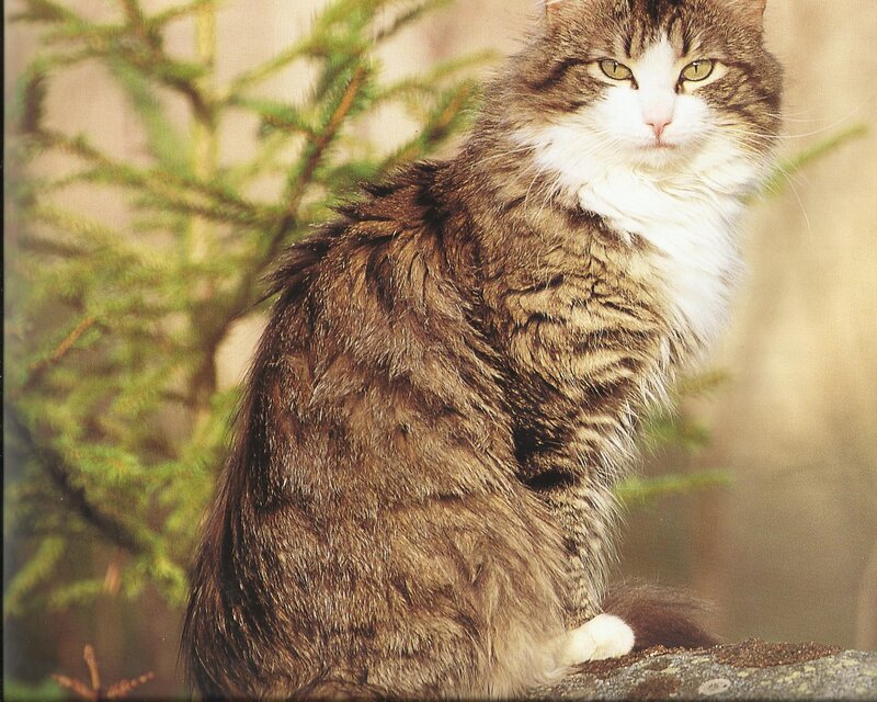 Long-haired Tabby Cat — Brown, Calm, Photograph, Tree Branches
