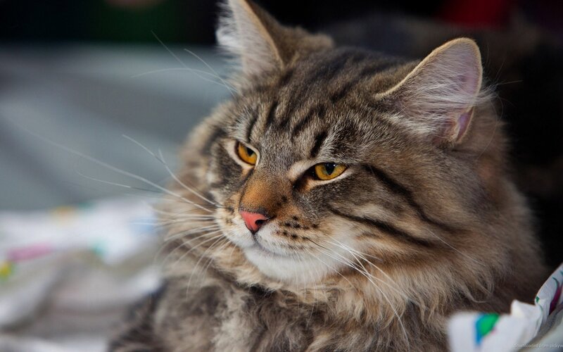 Long-haired Tabby Cat — Brown, Calm, Photograph, Whiskers, Eyes, Blanket