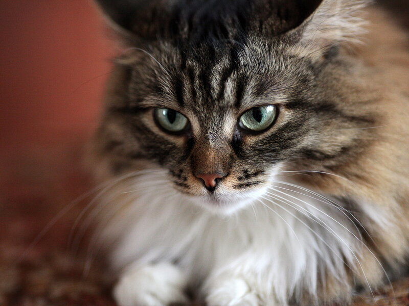 Long-haired Tabby Cat — Brown, Calm, Photograph, Whiskers, Green Eyes