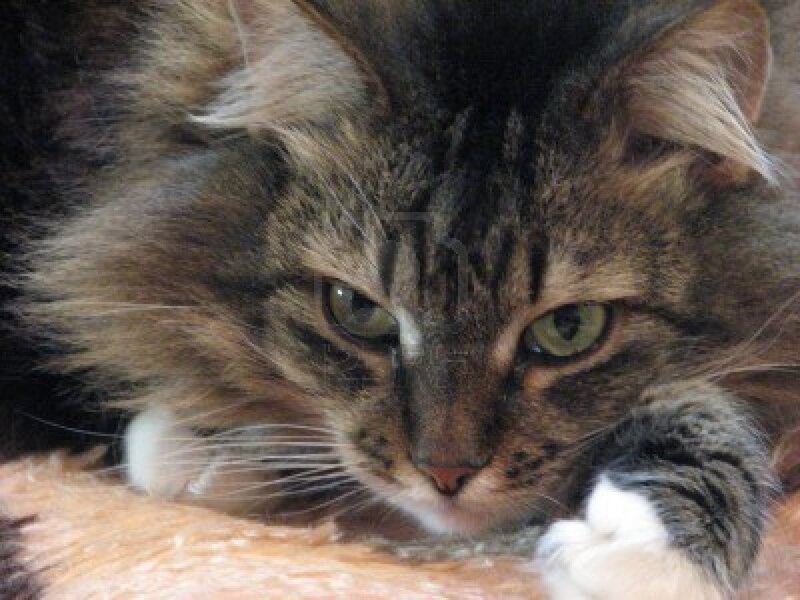 Long-haired Tabby Cat — Brown, Calm, Photograph, Whiskers, Paws