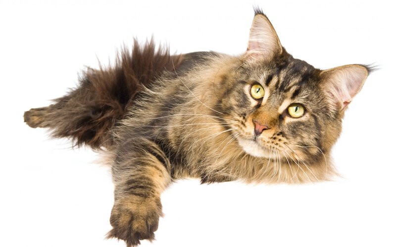 Long-haired Tabby Cat — Brown, Calm, Photograph, White Background