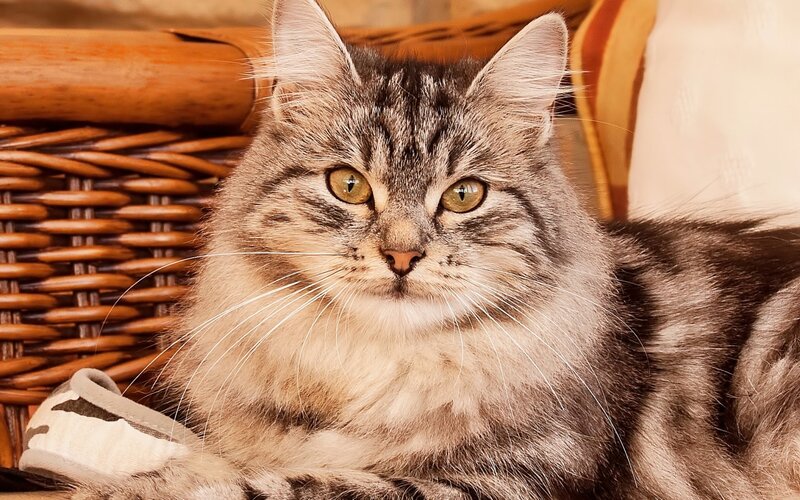 Long-haired Tabby Cat — Brown, Calm, Photograph, Wicker Basket, Slipper