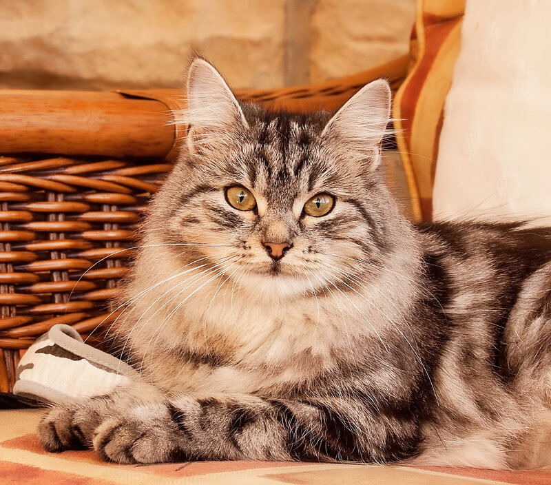 Long-haired Tabby Cat — Brown, Calm, Photograph, Wicker Basket