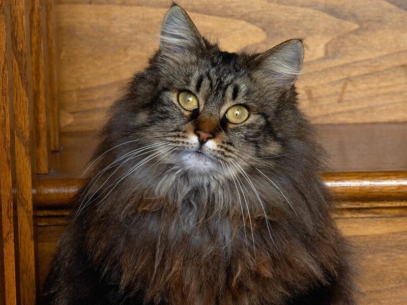 Long-haired Tabby Cat — Brown, Calm, Photograph, Wooden Surface