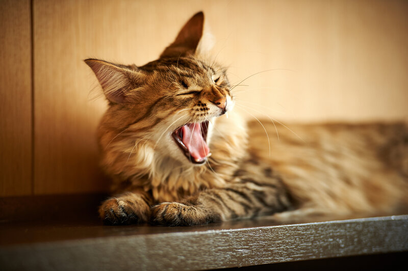 Long-haired Tabby Cat — Brown, Calm, Photograph, Yawning