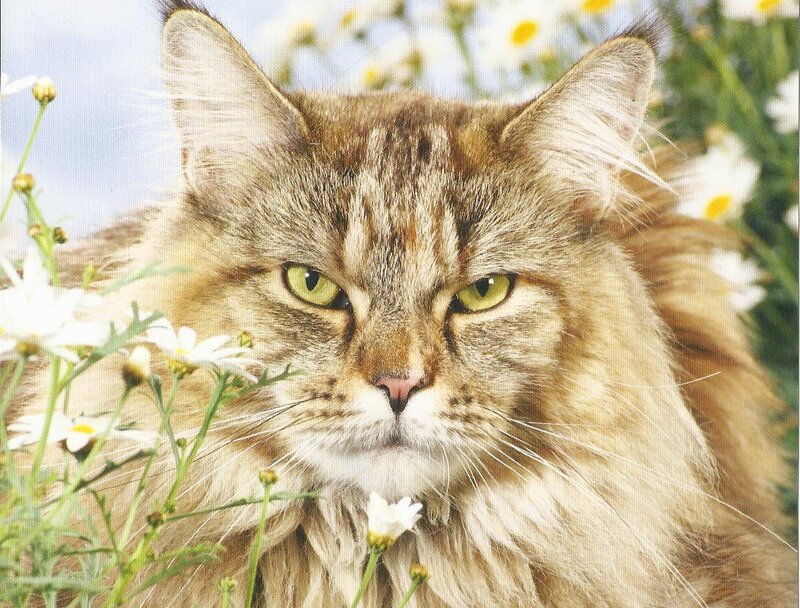 Long-haired Tabby Cat — Brown, Calm, Spring, Photograph, Daisies