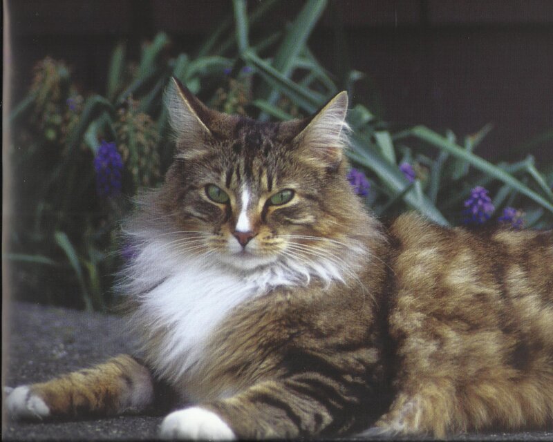 Long-haired Tabby Cat — Brown, Calm, Spring, Photograph, Flowers