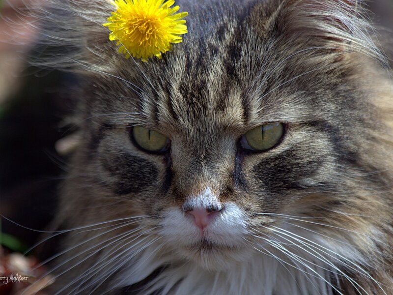 Long-haired Tabby Cat — Brown, Calm, Spring, Photograph