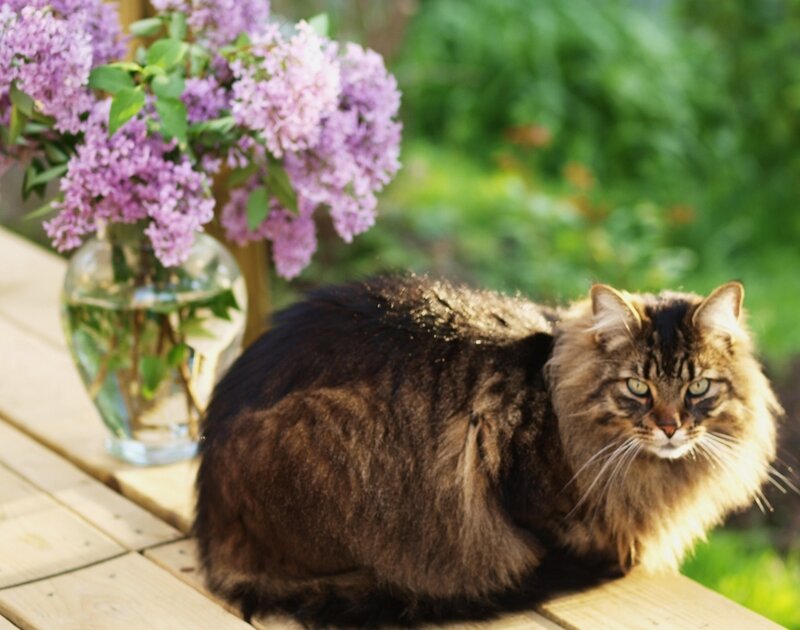 Long-haired Tabby Cat — Brown, Calm, Spring