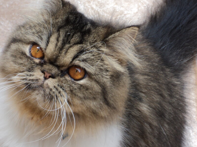 Long-haired Tabby Cat — Brown, Calm