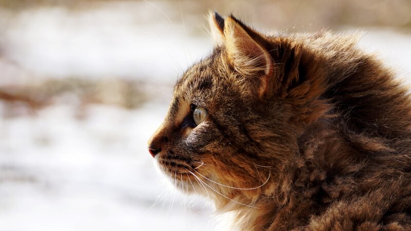 Long-haired Tabby Cat — Brown, Calm, Winter