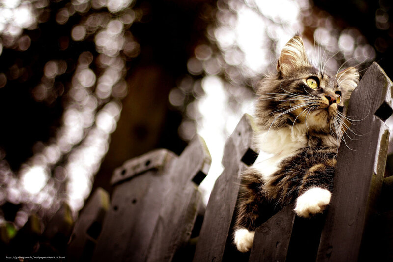Long-haired Tabby Cat — Brown, Curious, Afternoon